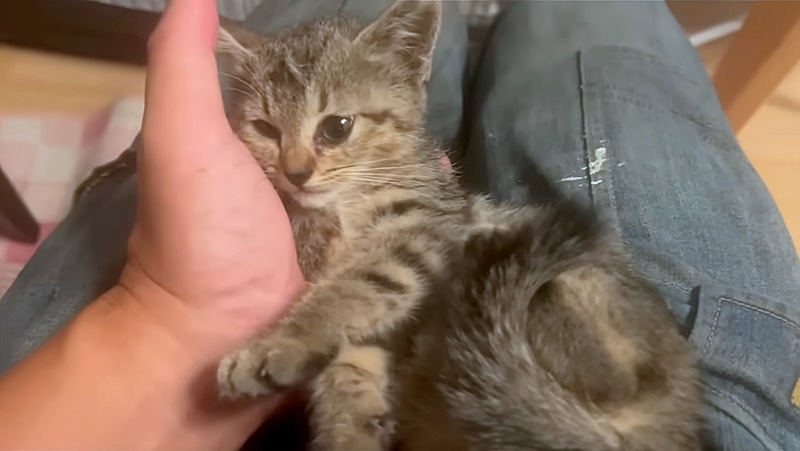 膝の上の保護子猫