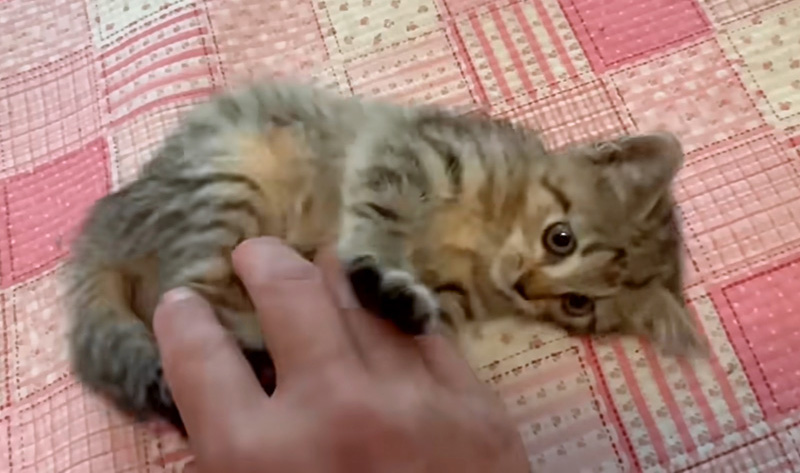 甘える保護子猫