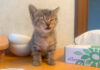 保護した翌日の子猫