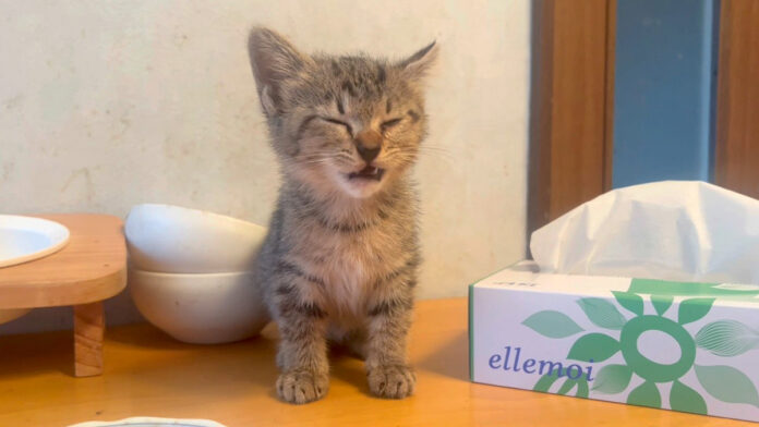1nichidekou_neko_title 保護した翌日の子猫