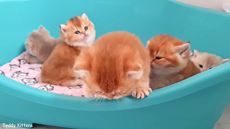 好奇心旺盛な子猫達