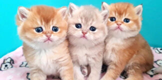 並んで座る子猫達