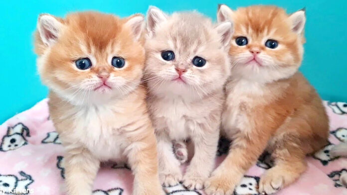 並んで座る子猫達