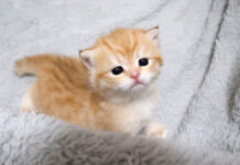上手に歩けるようになった子猫