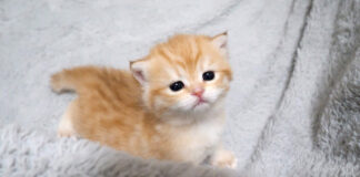 上手に歩けるようになった子猫