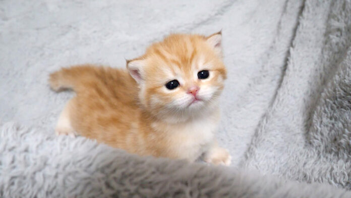 上手に歩けるようになった子猫