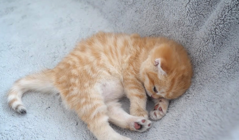 遊び疲れて眠った子猫