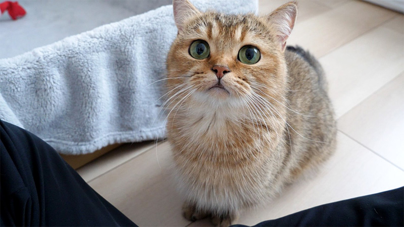 甘えにきた母猫