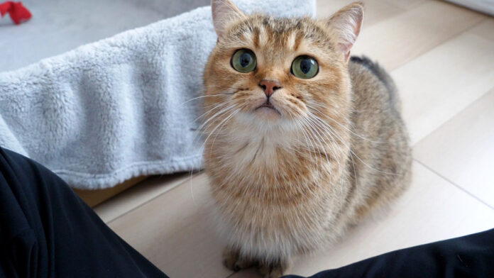 甘えにきた母猫