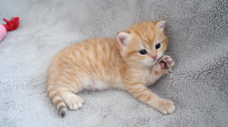 まったり過ごす子猫