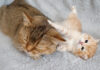 お母さんにイタズラする子猫
