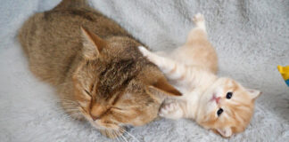 お母さんにイタズラする子猫
