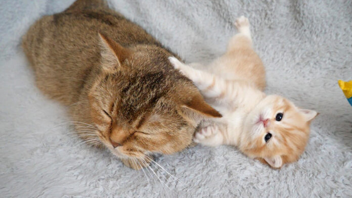 お母さんにイタズラする子猫