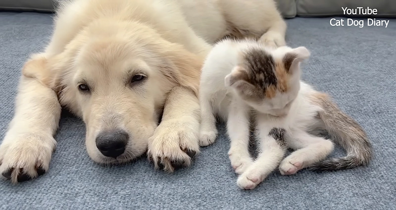 犬が大好きな子猫