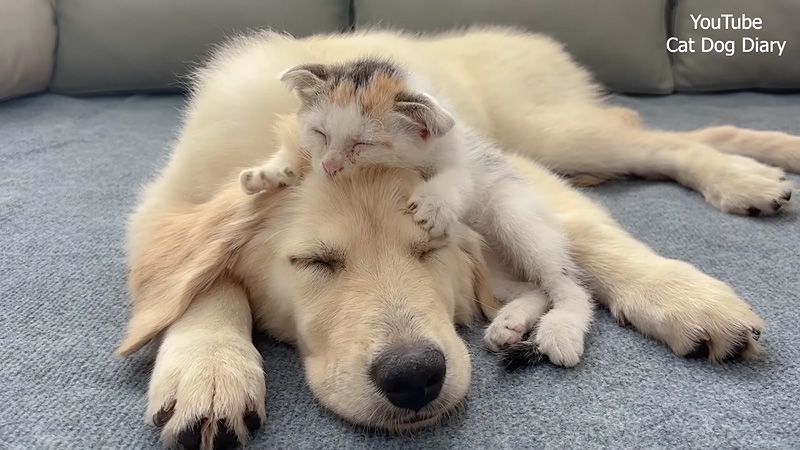 犬の頭をフミフミする子猫