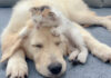 犬の頭をフミフミする子猫