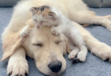 犬の頭をフミフミする子猫