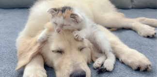 犬の頭をフミフミする子猫