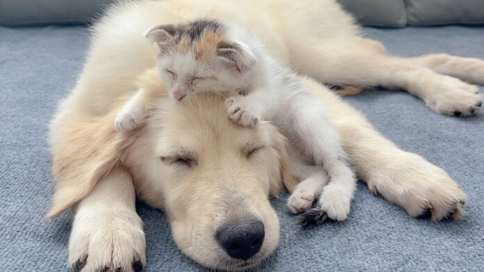 犬の頭をフミフミする子猫
