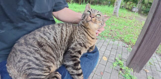 膝の上で撫でられる猫
