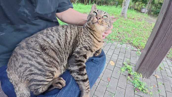 benchihiza_neko_title 膝の上で撫でられる猫