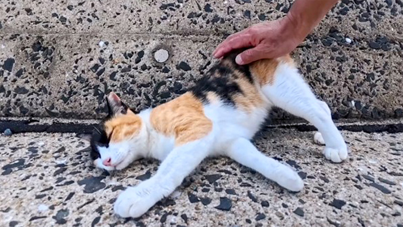 ナデナデ好きの三毛猫