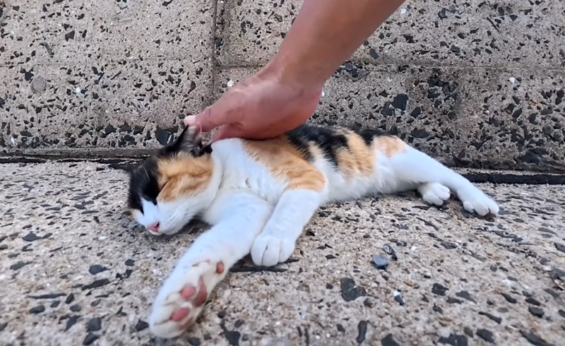 ナデナデされる三毛猫