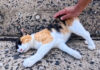 防波堤をパトロールしていた三毛猫