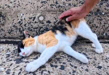 防波堤をパトロールしていた三毛猫
