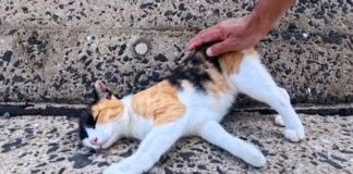 防波堤をパトロールしていた三毛猫