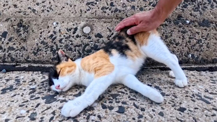防波堤をパトロールしていた三毛猫
