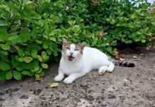 防波堤のよく喋る猫