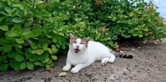 防波堤のよく喋る猫