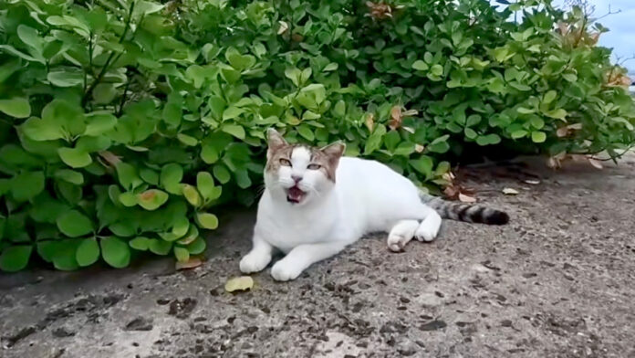 防波堤のよく喋る猫