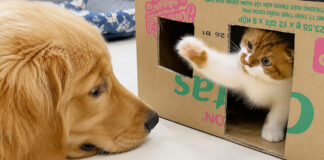 攻防を繰り広げる子猫と犬