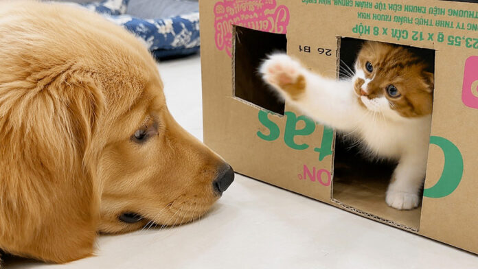 攻防を繰り広げる子猫と犬