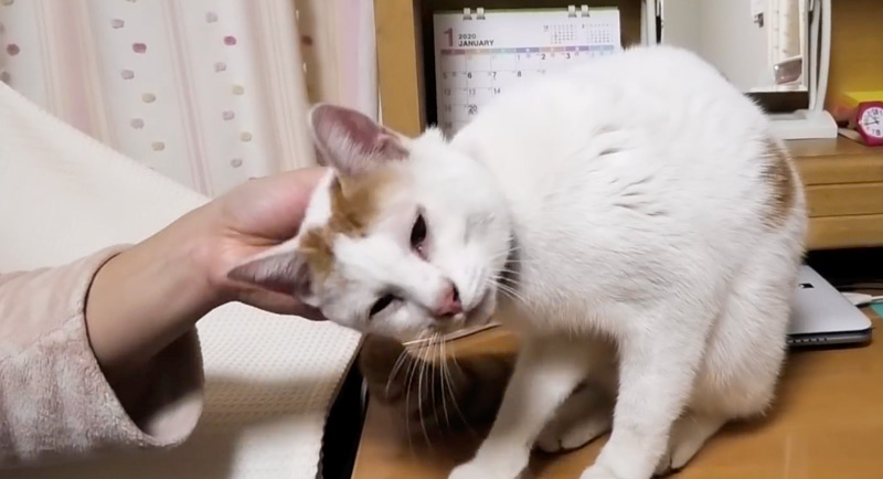 ナデナデされる猫