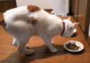 痩せ細った猫