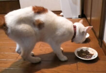 脱走した猫がガリガリになって帰ってきた。3週間ぶりの幸せそうな姿にホッとする 痩せ細った猫