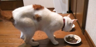 痩せ細った猫