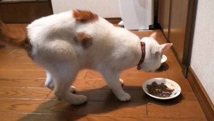 dassogarigari_neko_title 痩せ細った猫