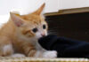 洗濯物を死守する子猫