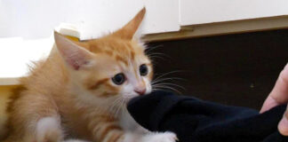 洗濯物を死守する子猫