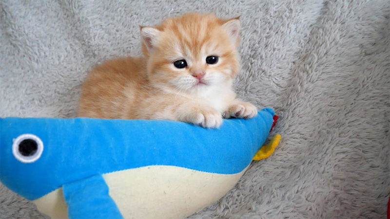 元気いっぱいの子猫