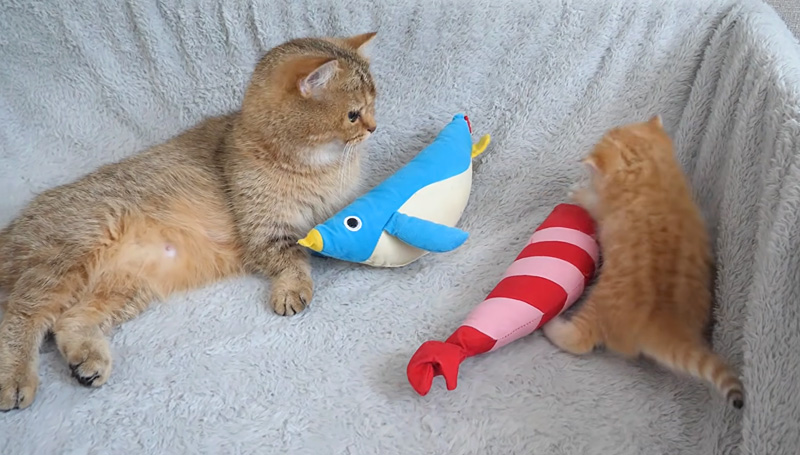 ママ猫を困らせる子猫