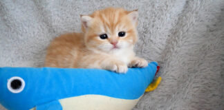 元気すぎてママ猫を困らせちゃう子猫