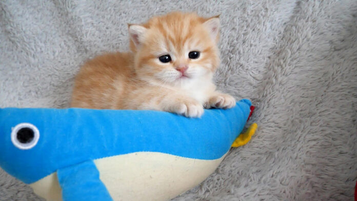 元気すぎてママ猫を困らせちゃう子猫