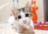 ご飯だと勘違いした子猫達