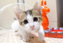 ご飯だと勘違いした子猫達