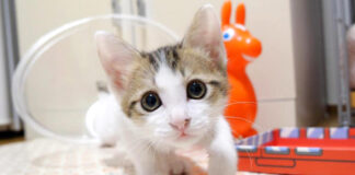 ご飯だと勘違いした子猫達
